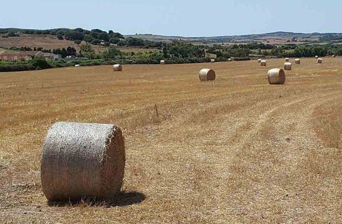 Pozzi d'Acqua per Industrie, Allevamento e Agricoltura Sardegna